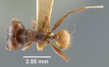 Media type: image;   Entomology 20679 Aspect: habitus dorsal view